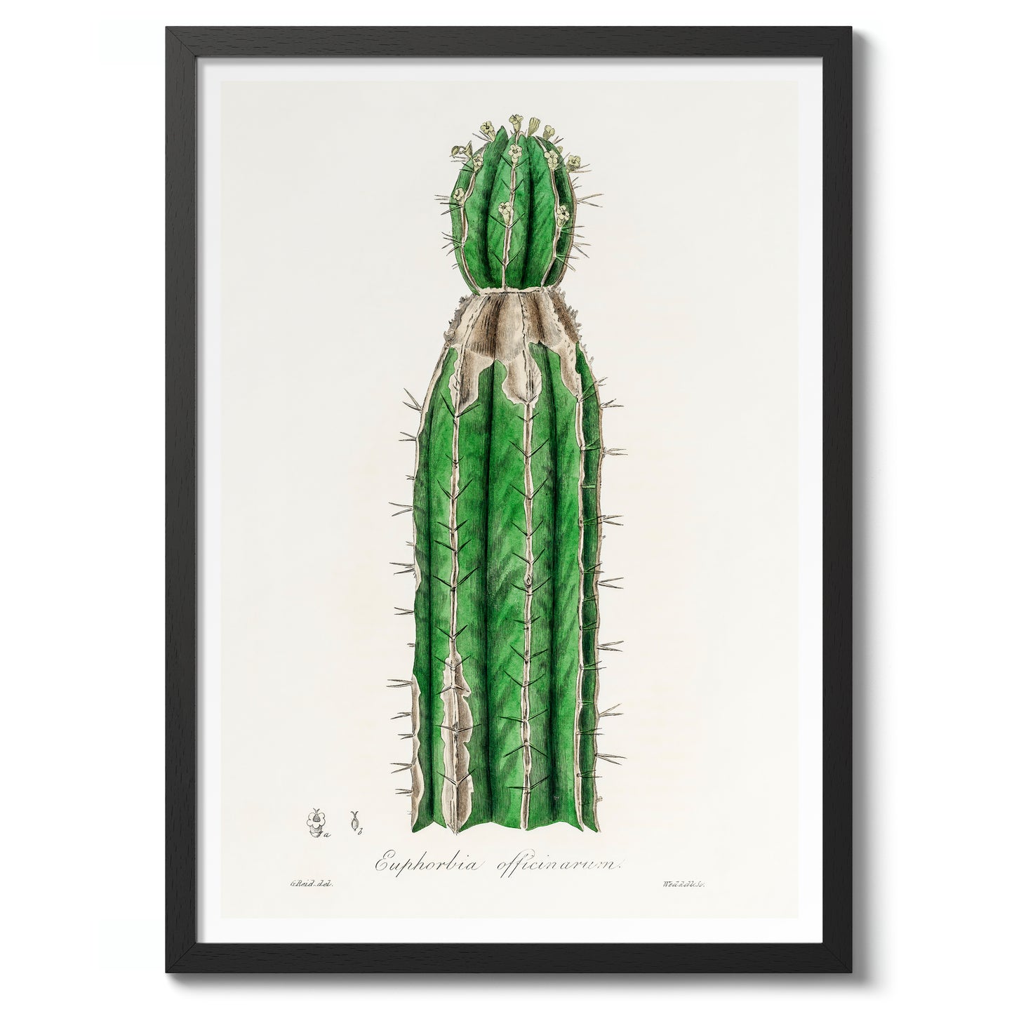 Euphorbia Officinarum