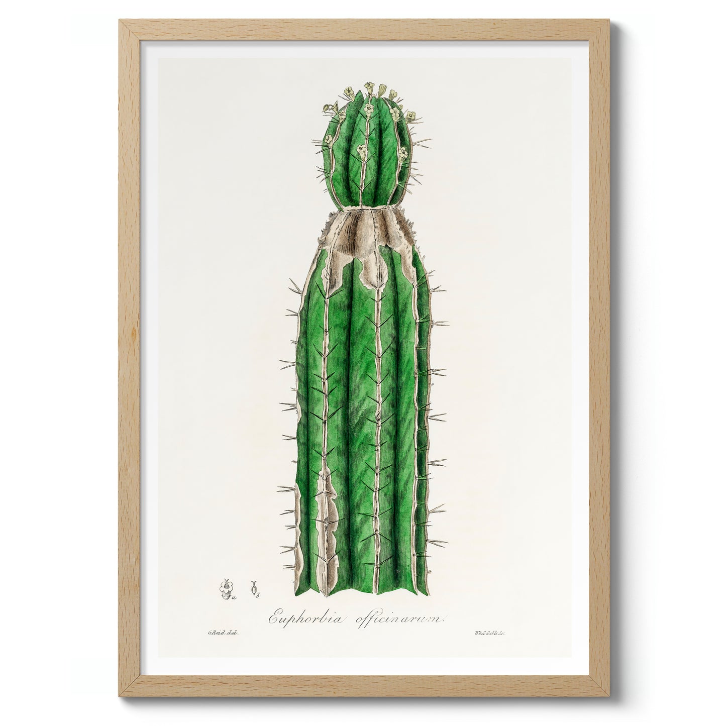 Euphorbia Officinarum