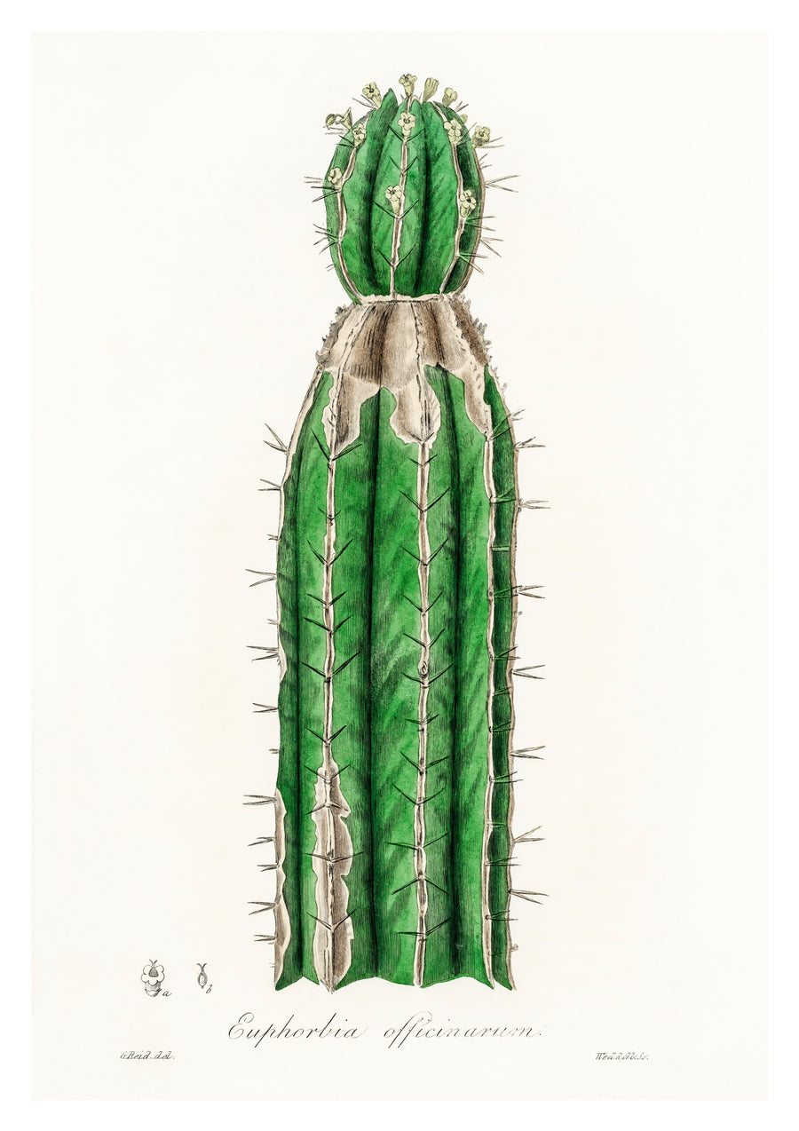 Euphorbia Officinarum - Print Only frame