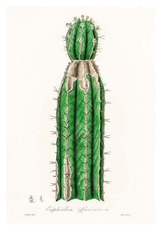 Euphorbia Officinarum print