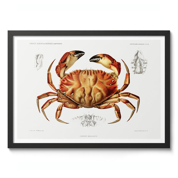 Dungeness Crab