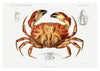 Dungeness-Krabbe print