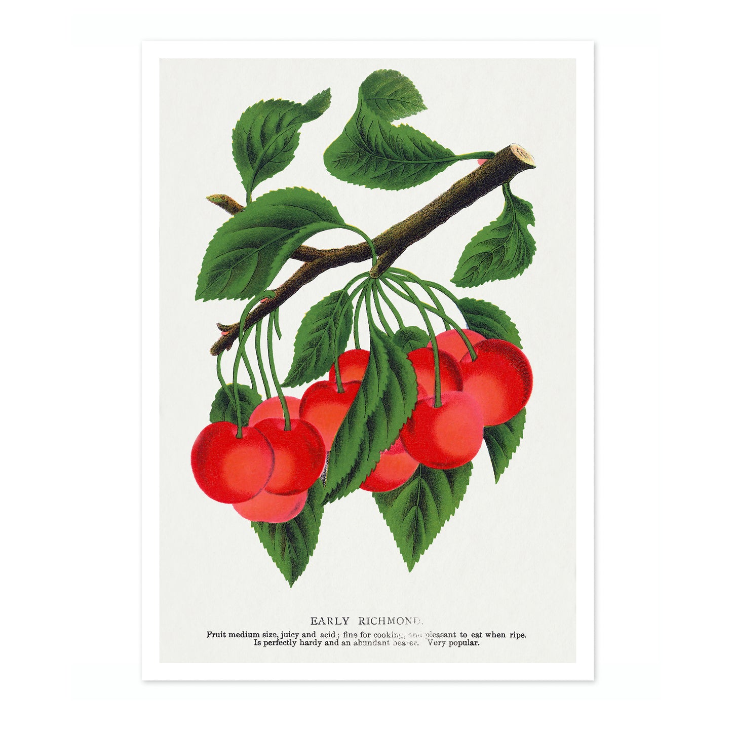 Vroege Richmond-kers