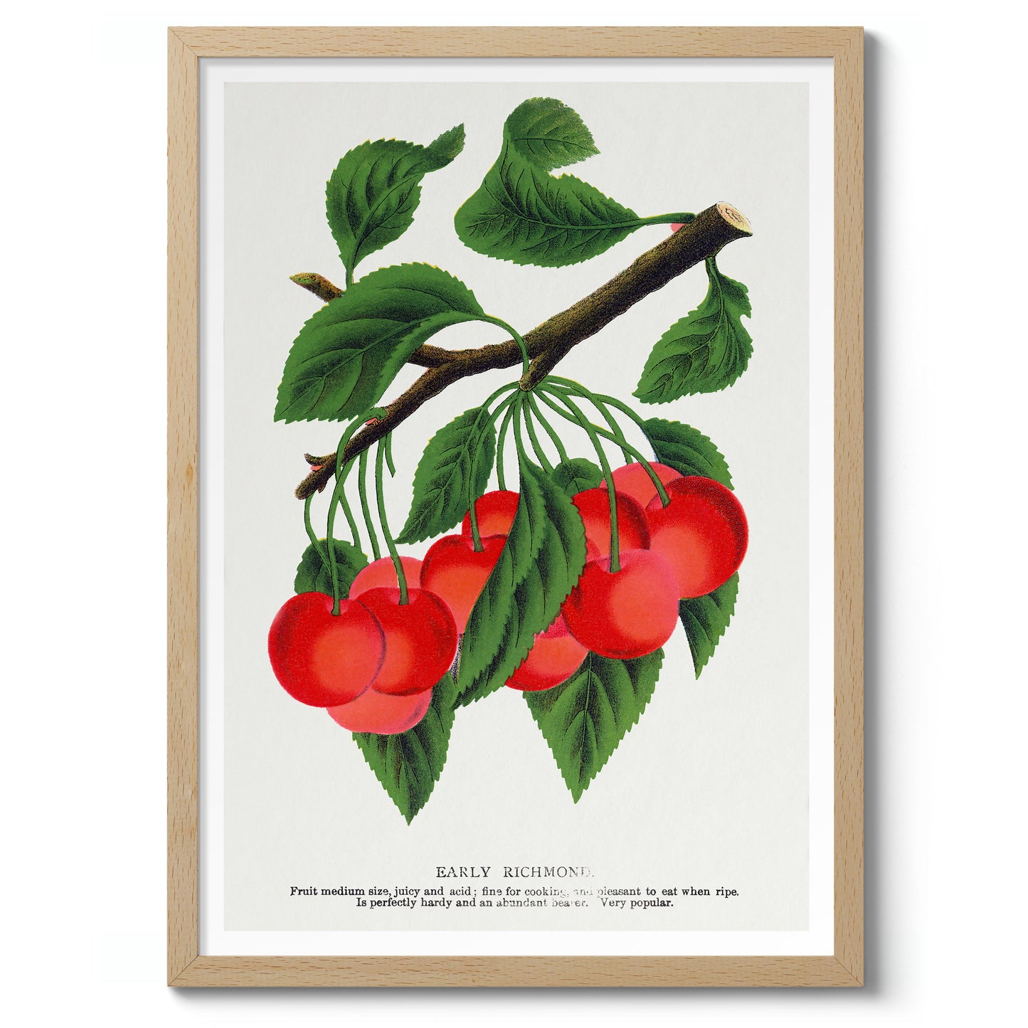 Vroege Richmond-kers