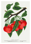 Early Richmond Körsbär print