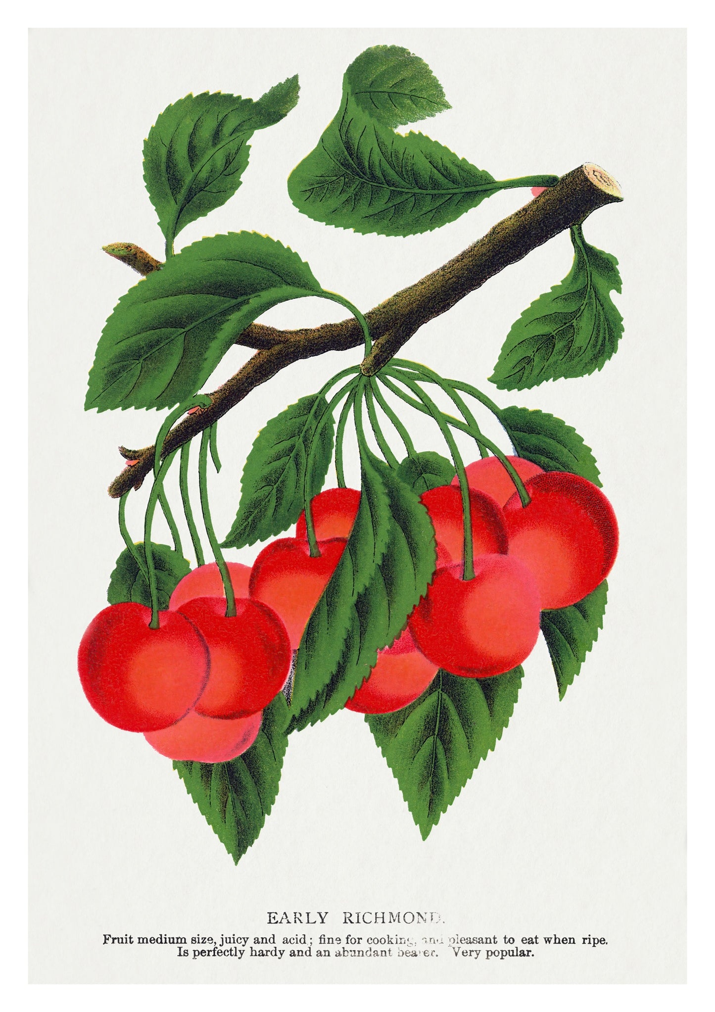 Vroege Richmond-kers