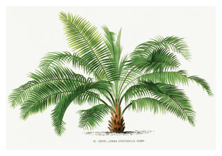 Jubea Spectabilis print