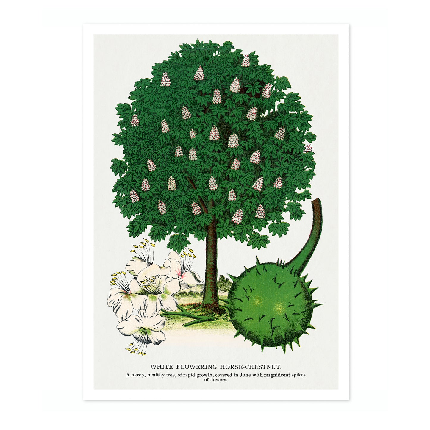 Wit Bloeiende Paardenkastanje