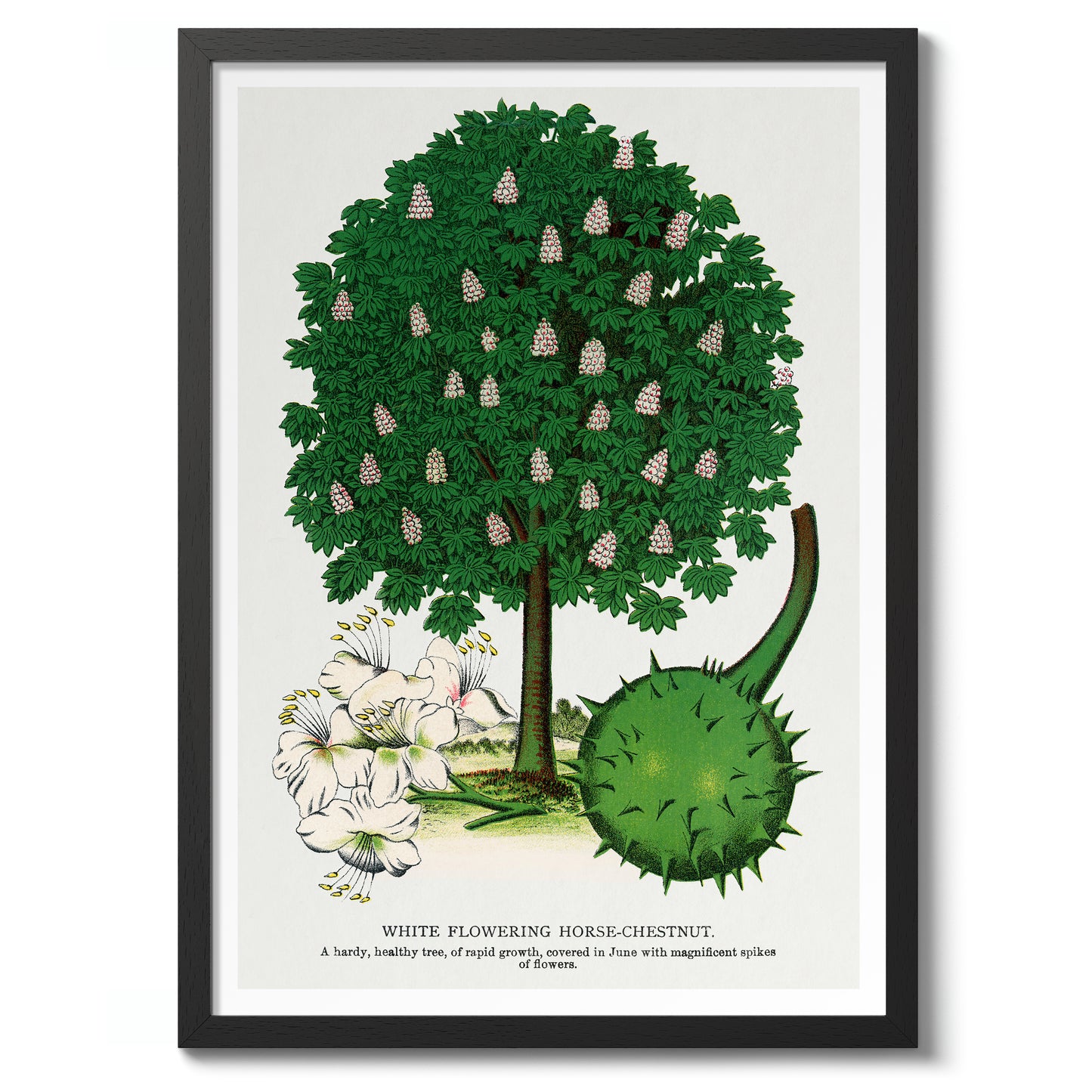 Wit Bloeiende Paardenkastanje