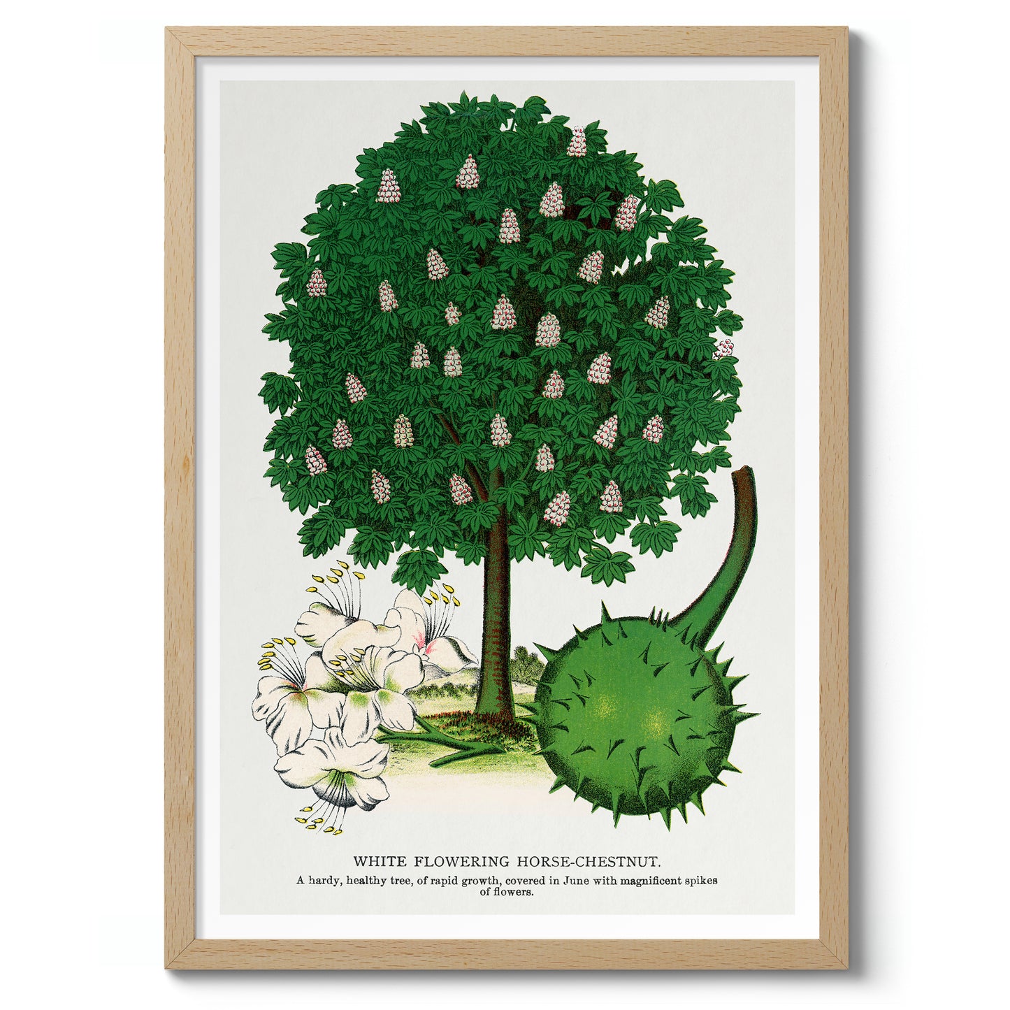 Wit Bloeiende Paardenkastanje