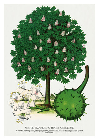 Wit Bloeiende Paardenkastanje print