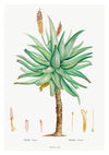 Aloe Ferox print
