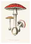 Champignon Amanite print