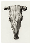 Schädel einer Kuh print