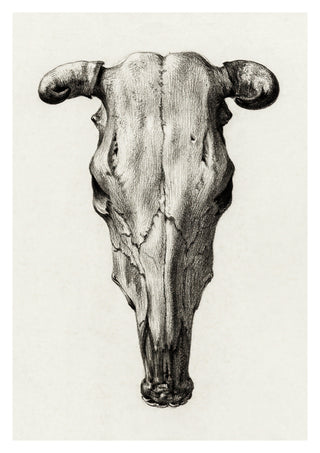Crâne de vache print