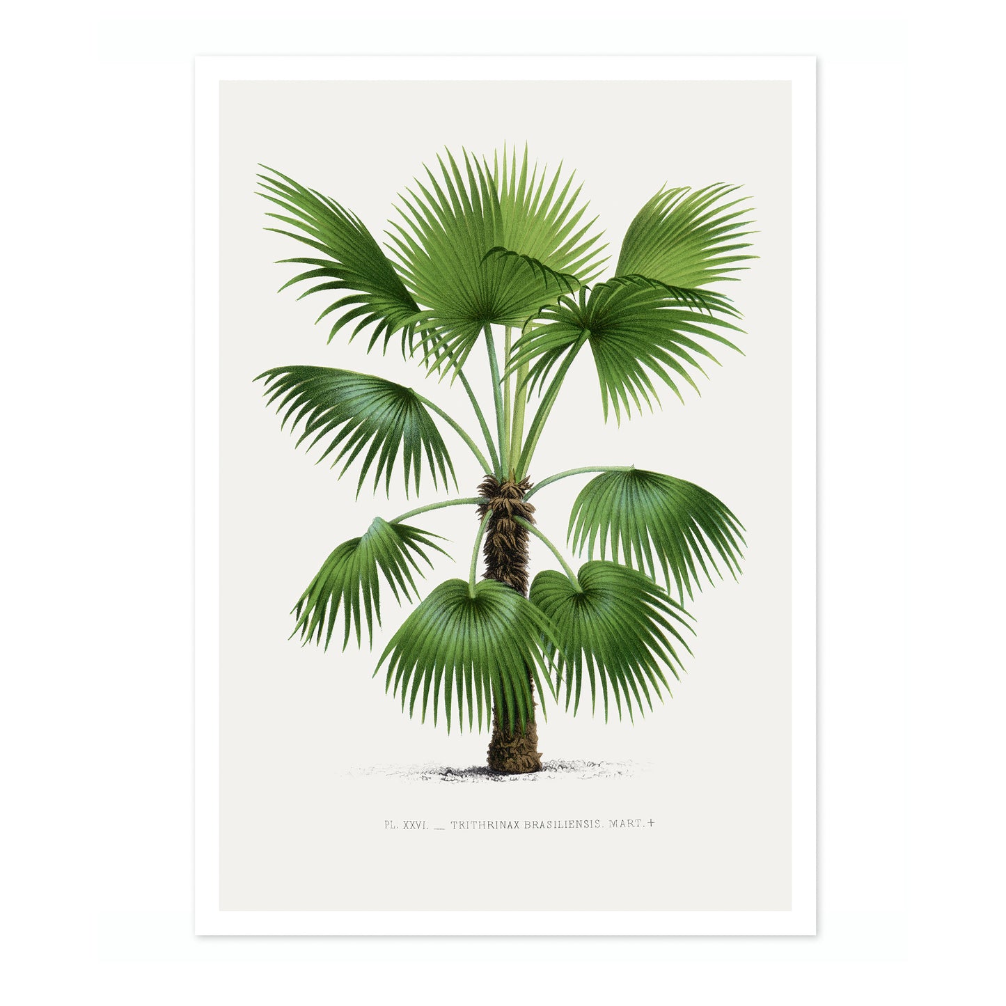 Trithrinax brasiliensis