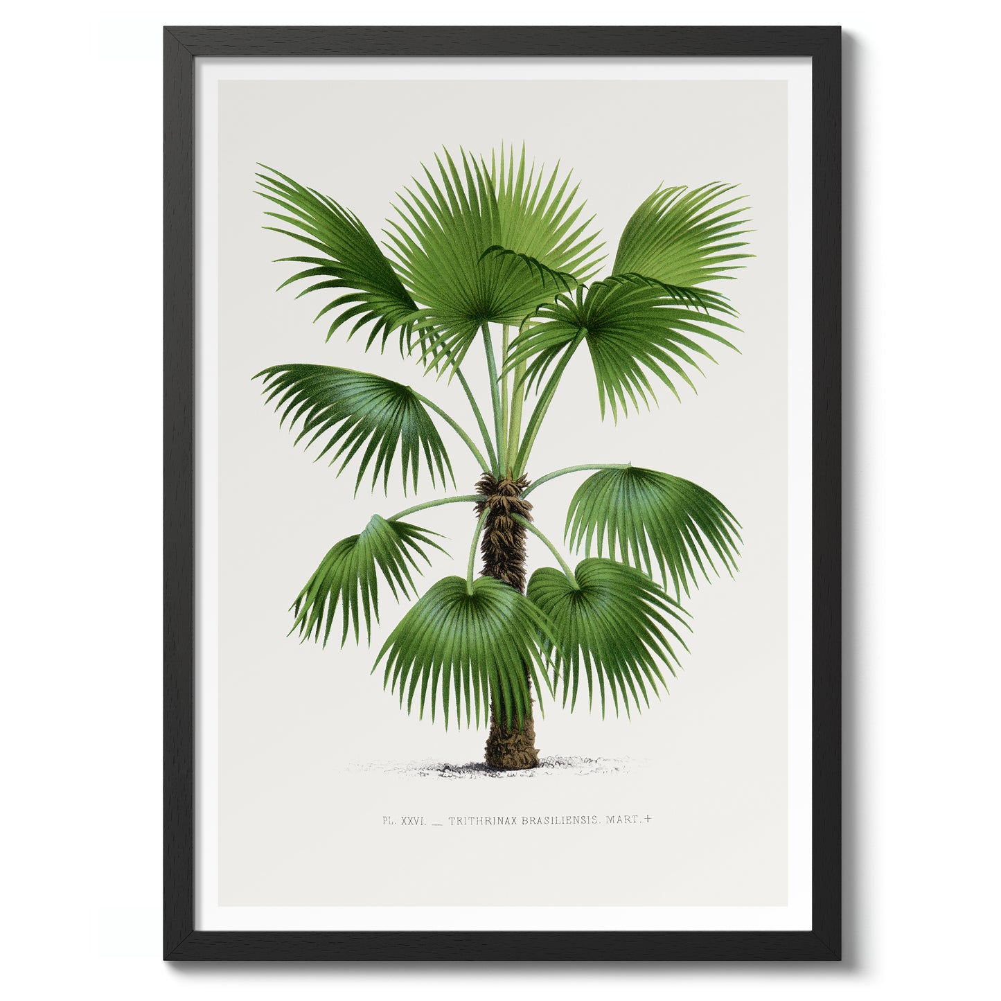 Trithrinax brasiliensis