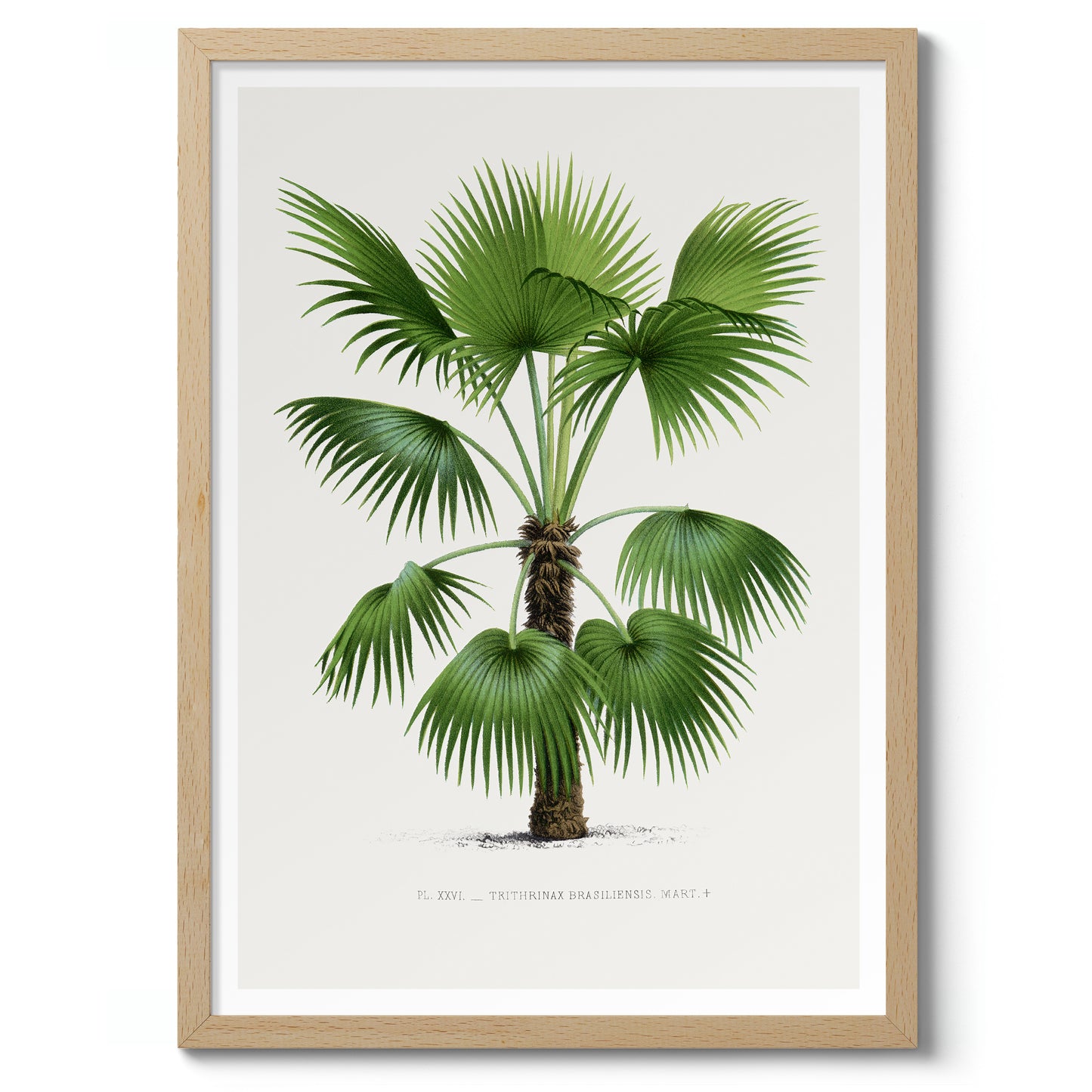 Trithrinax brasiliensis