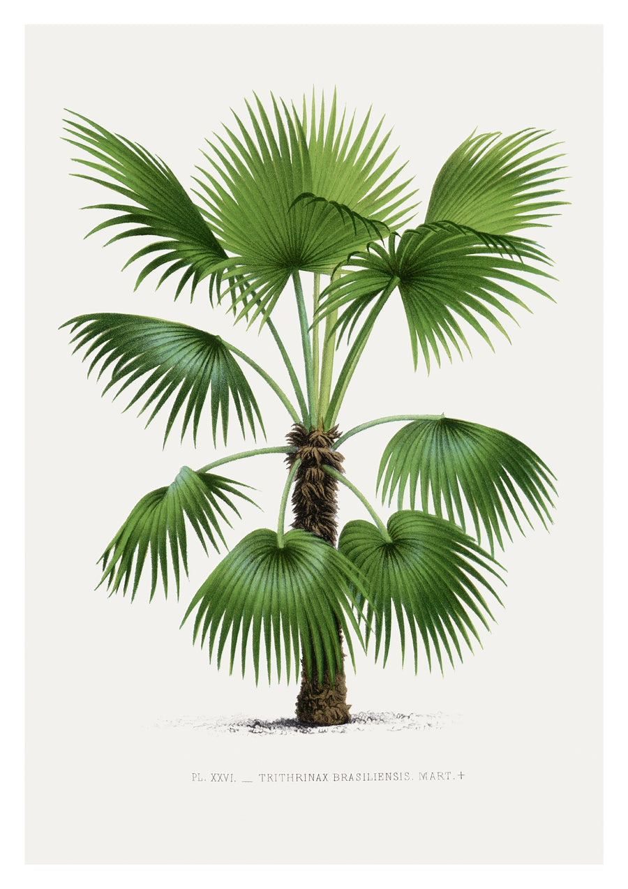 Trithrinax brasiliensis - Print Only frame