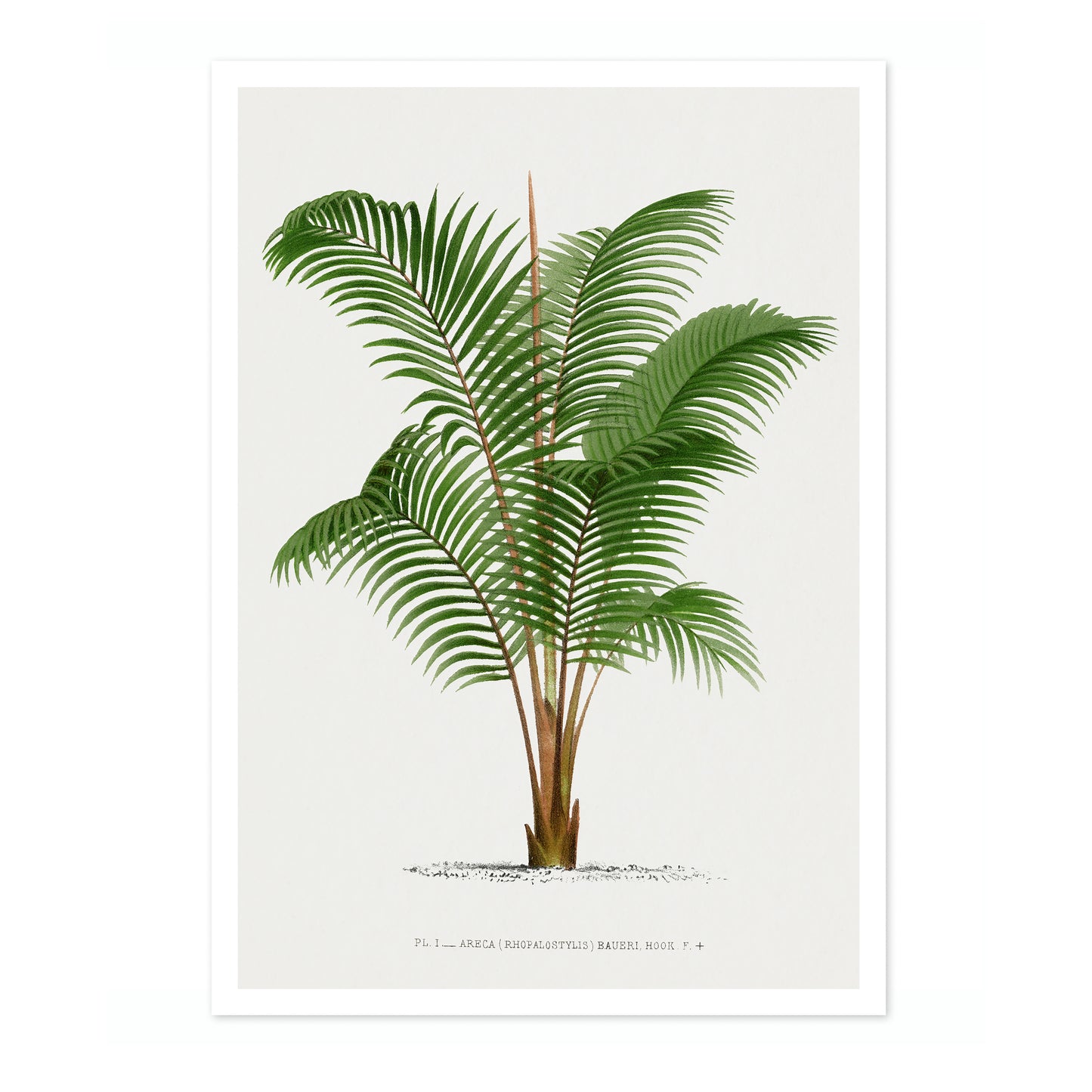 Areca Baueri
