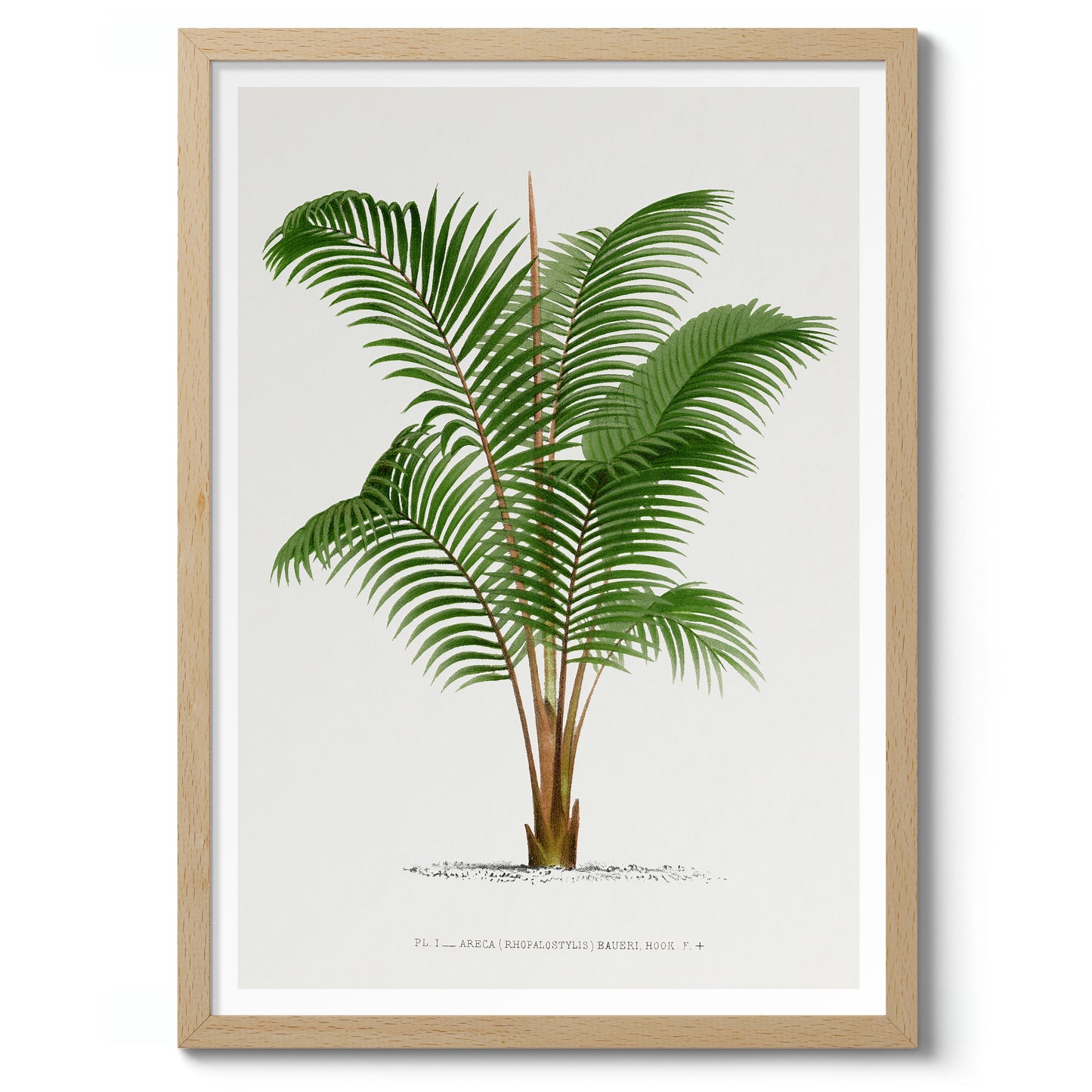 Areca Baueri