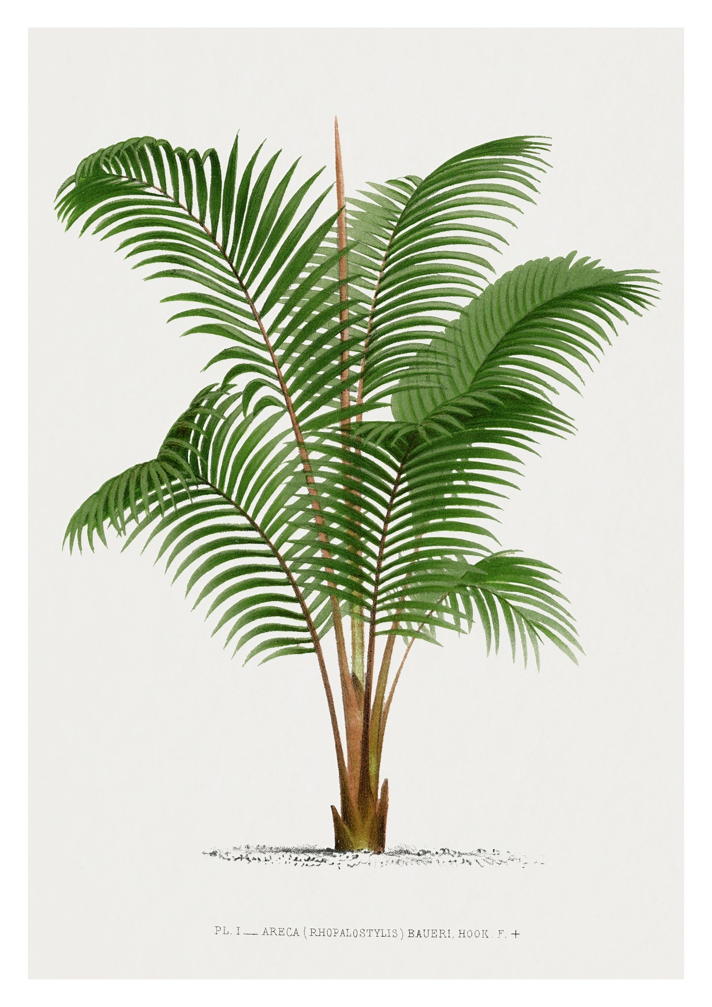 Areca Baueri