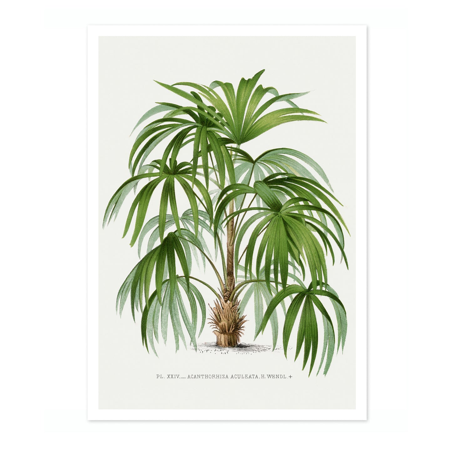 Acanthorhiza Aculeata