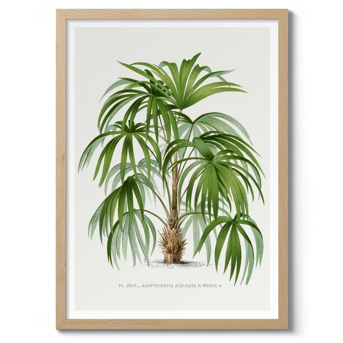 Acanthorhiza Aculeata