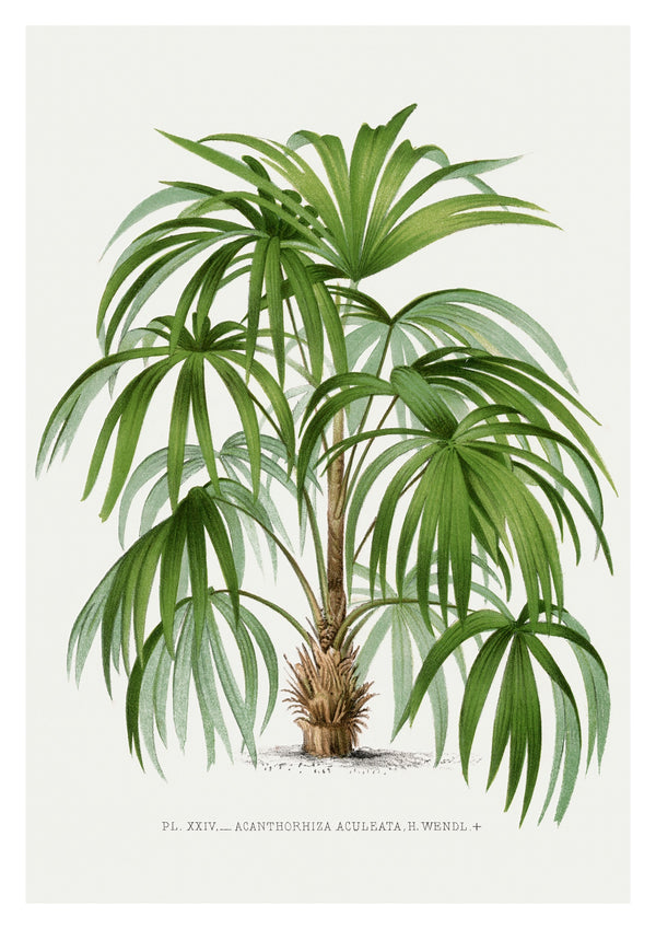 Acanthorhiza Aculeata