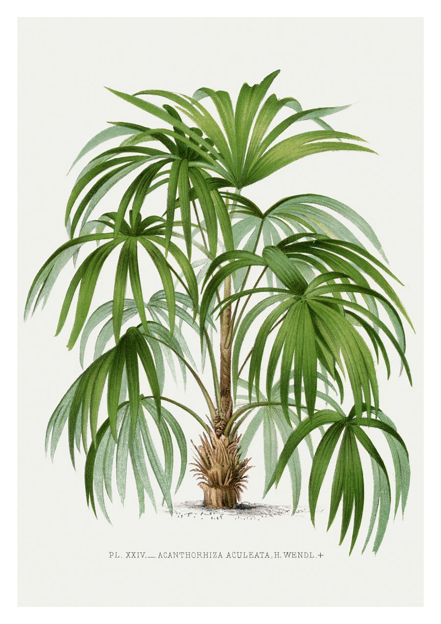 Acanthorhiza Aculeata - Print Only frame