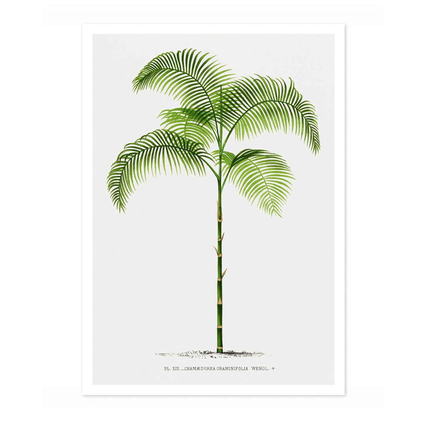 Chamaedorea Craminifolia