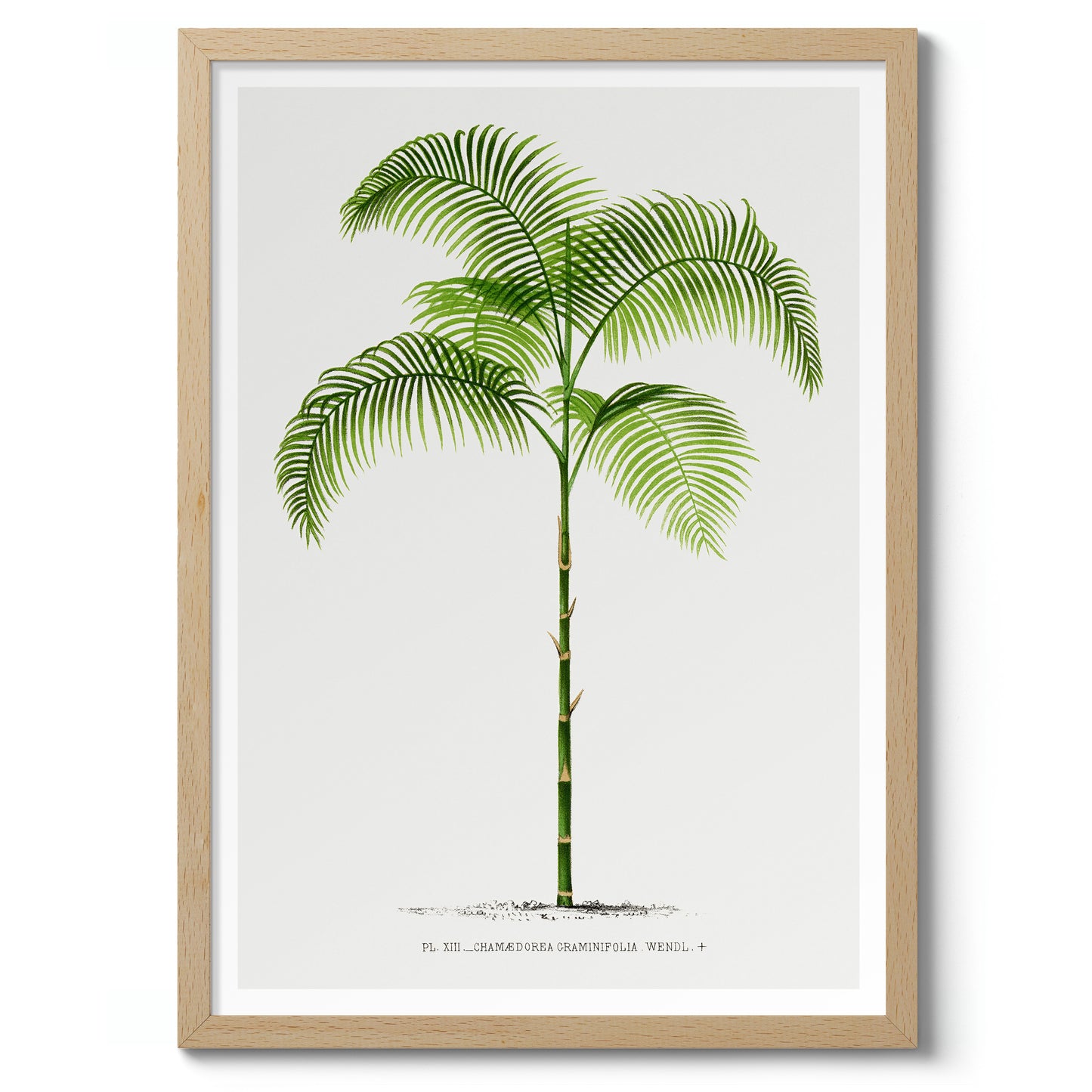 Chamaedorea Craminifolia