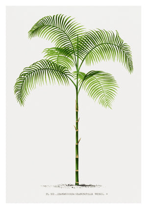 Chamaedorea Craminifolia