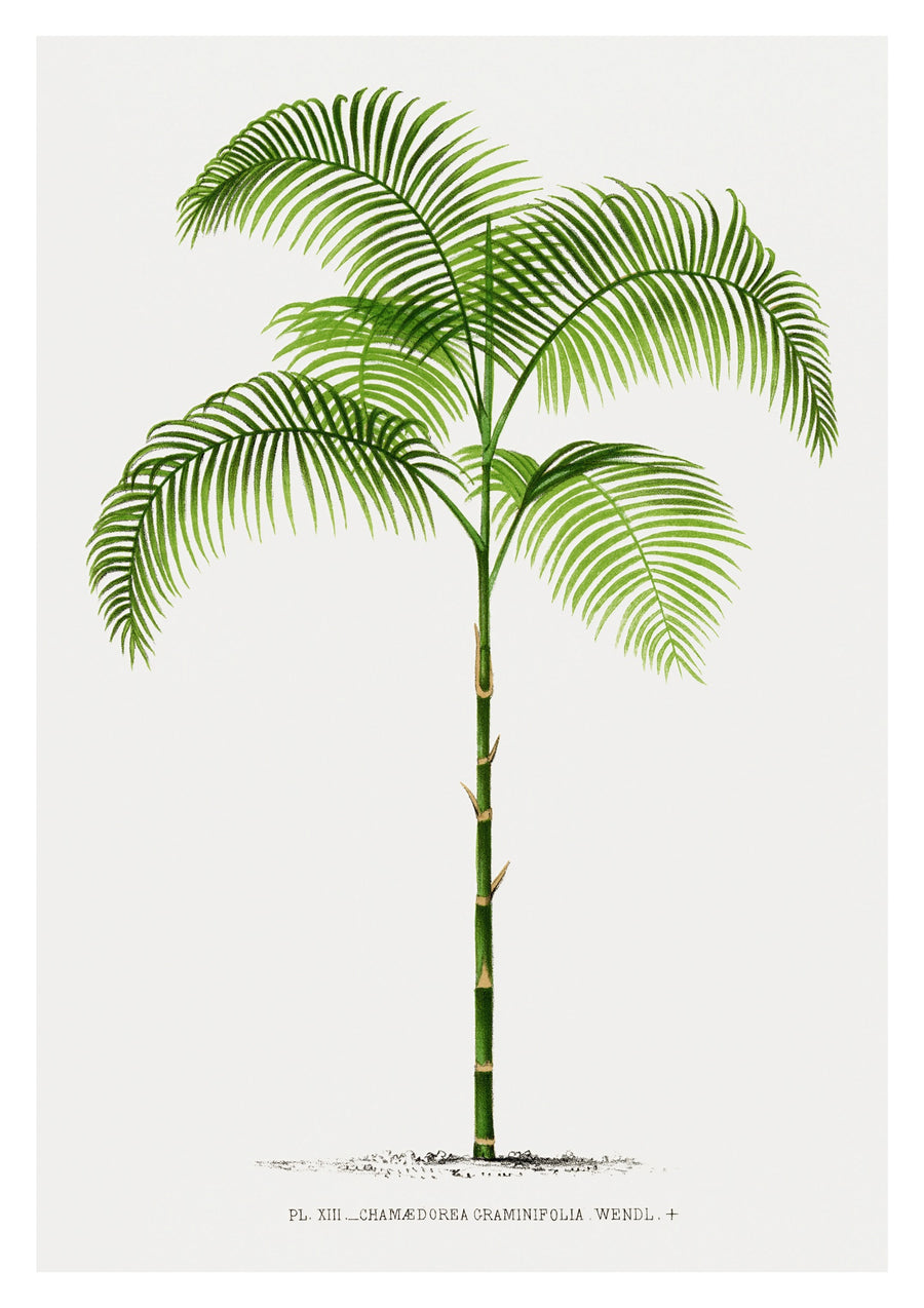 Chamaedorea Craminifolia - Print Only frame