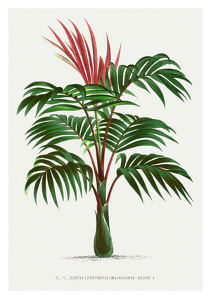Kentia Macrocarpa