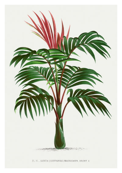 Kentia Macrocarpa