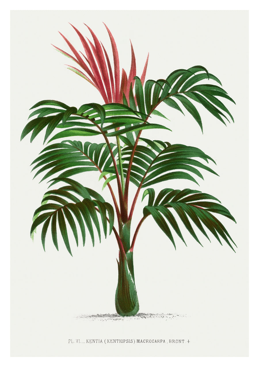 Kentia Macrocarpa - Print Only frame