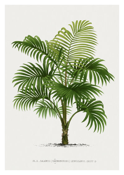 Calamus Lewisianus