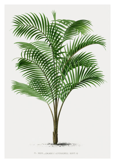 Calamus Asperrimus