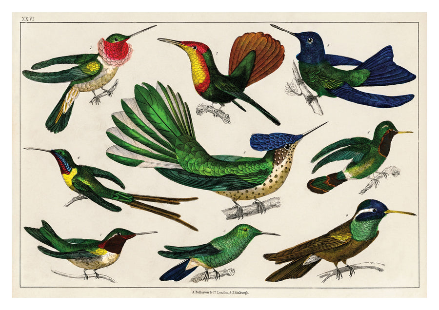 Kolibri's - Print Only frame