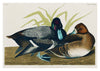Scaup Ducks print