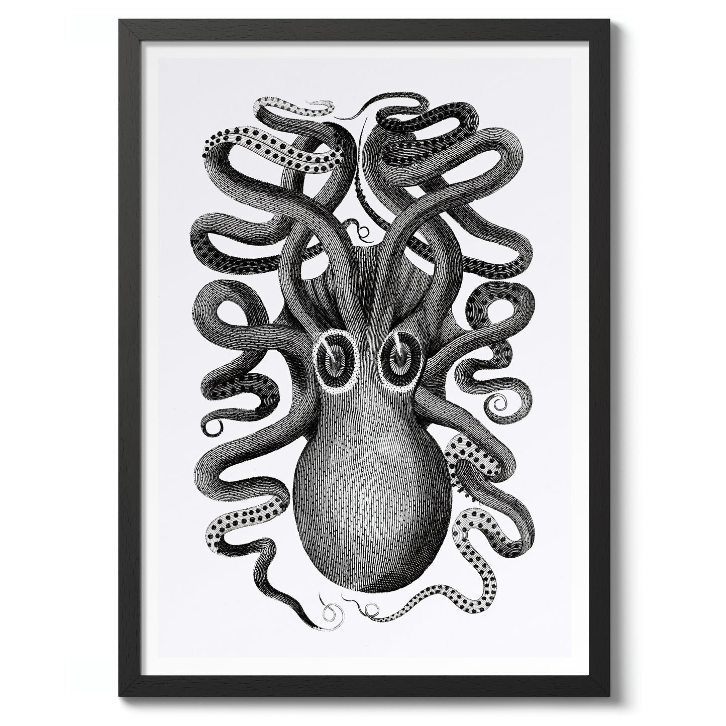 Rückansicht eines achtarmigen Tintenfischs