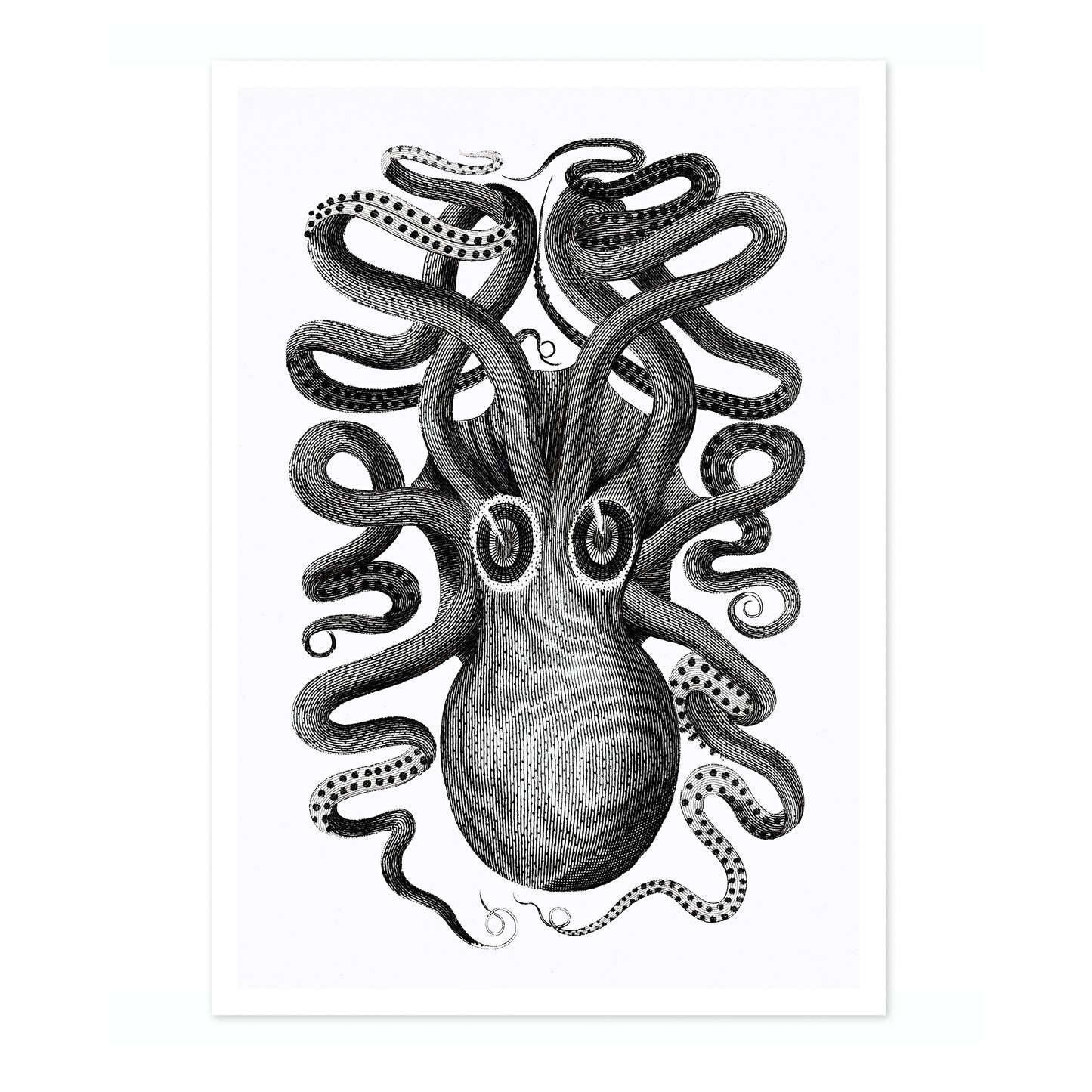 Rückansicht eines achtarmigen Tintenfischs