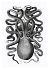 Rückansicht eines achtarmigen Tintenfischs print