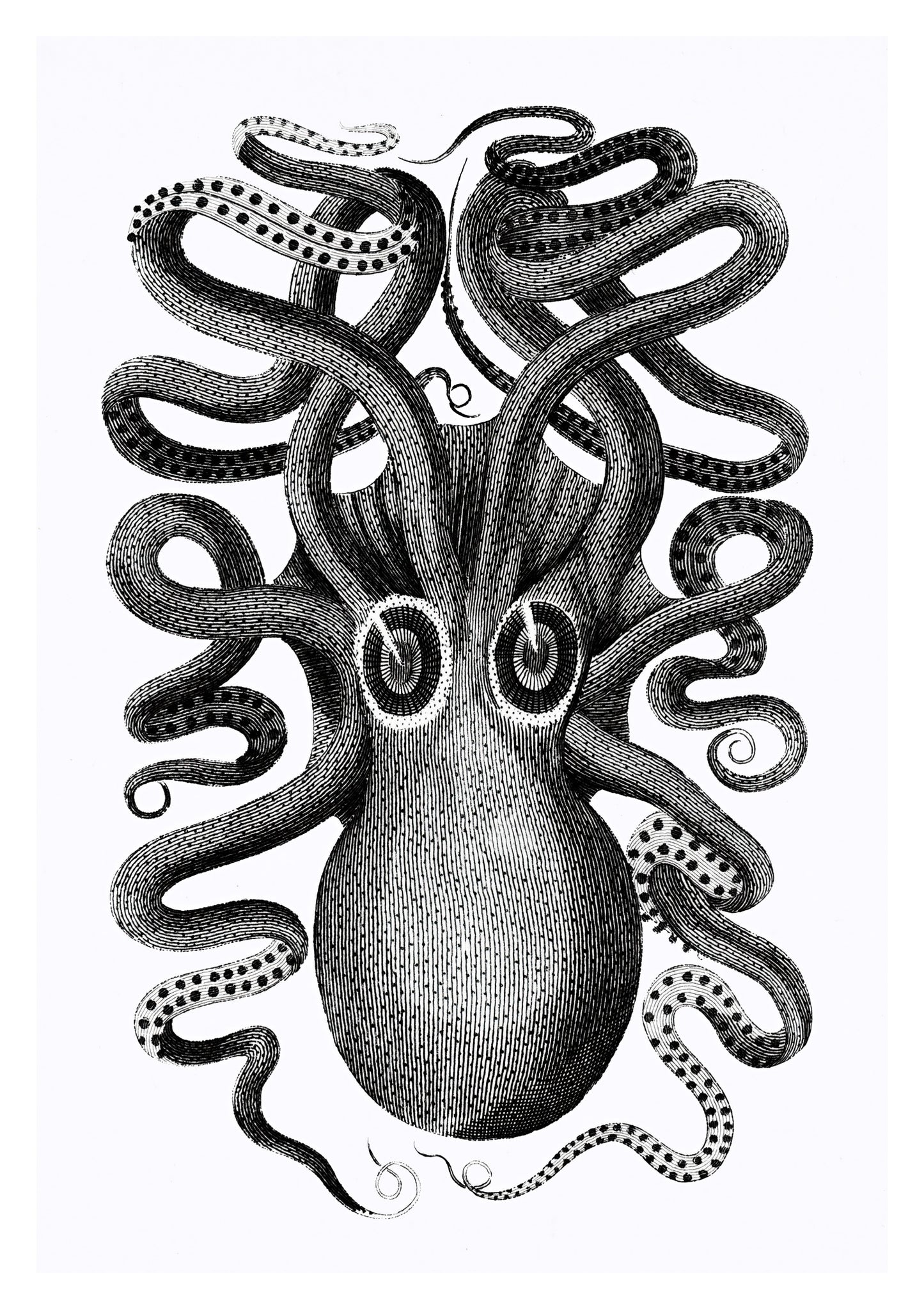 Rückansicht eines achtarmigen Tintenfischs