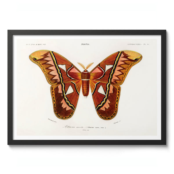 Attacus Atlas Moth