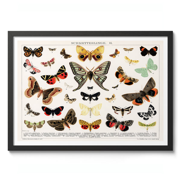 Antique Butterfly and Moth Lithograph