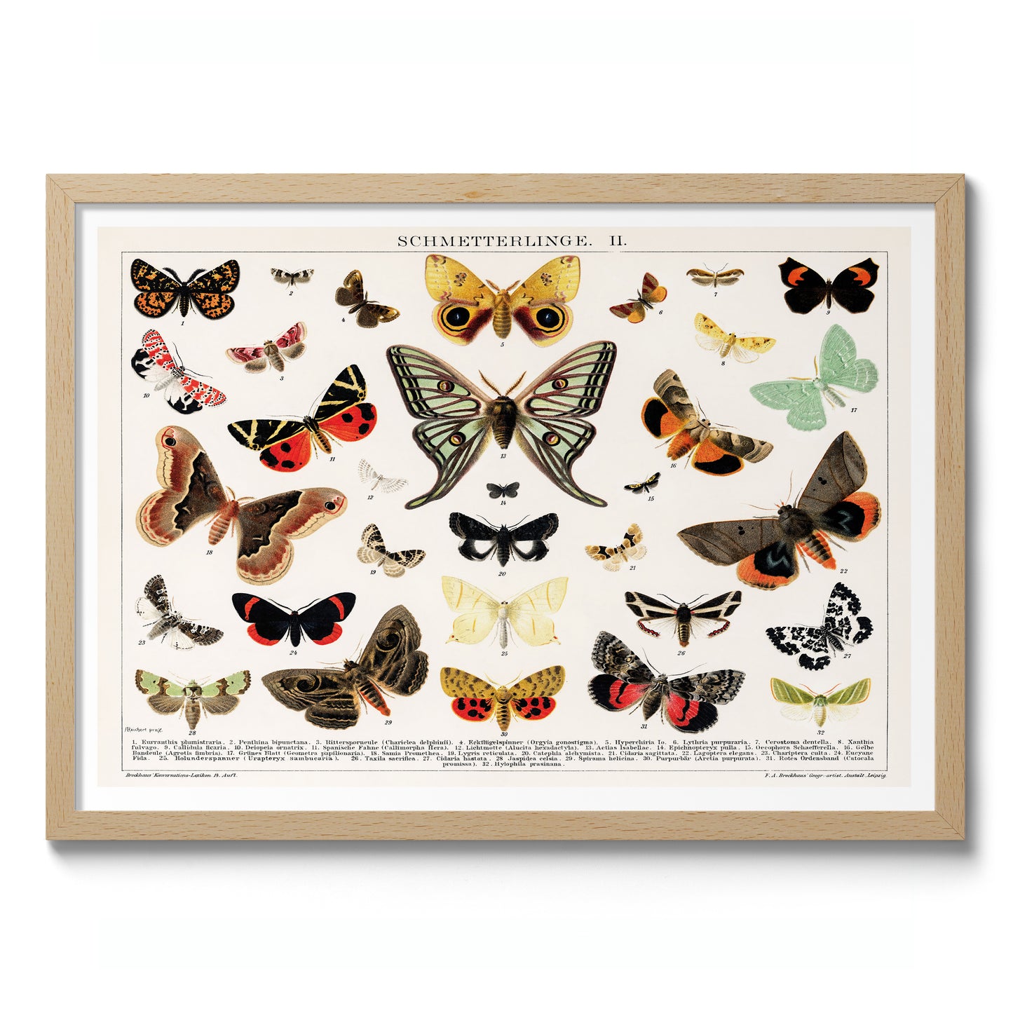 Lithographie antique de papillon et de mite