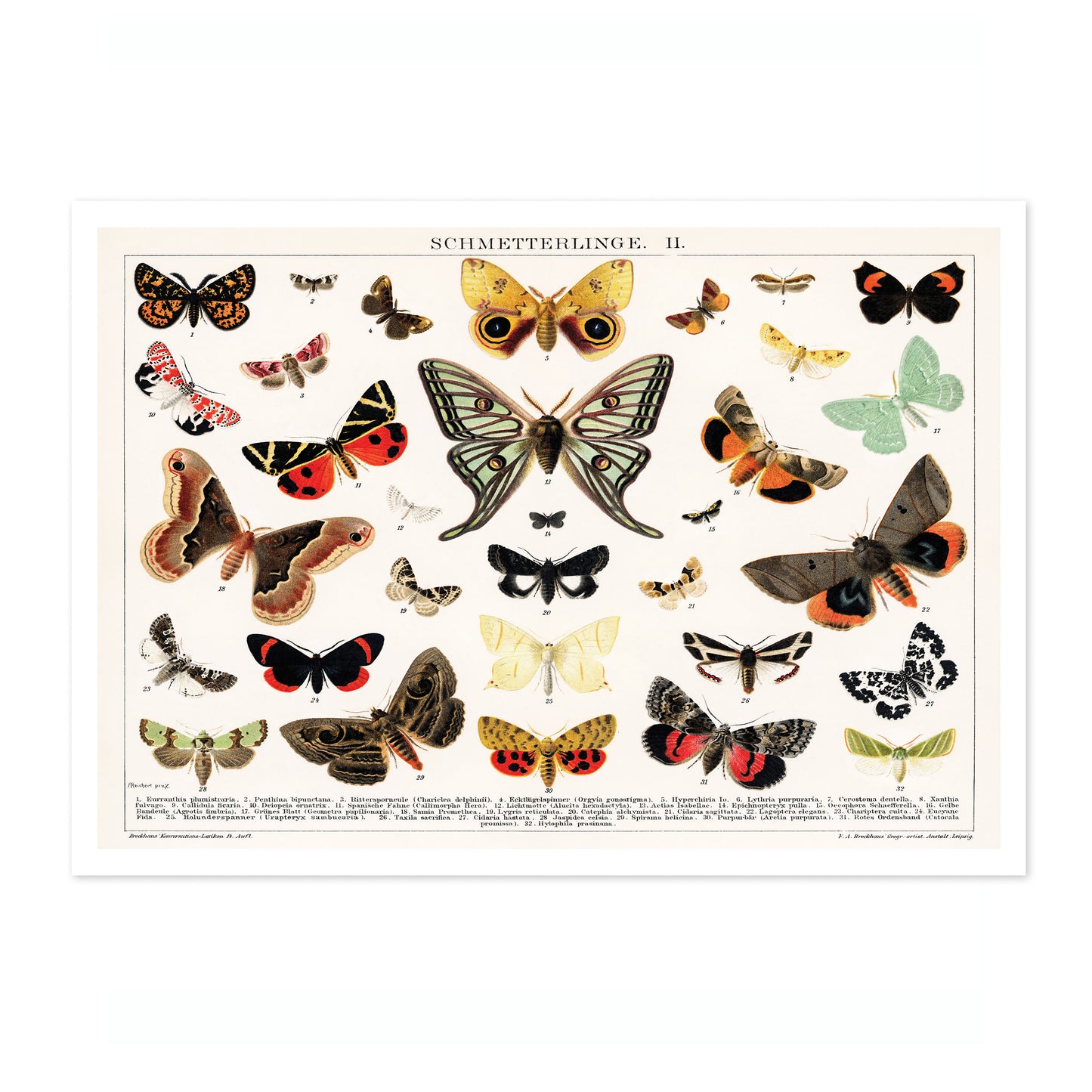 Lithographie antique de papillon et de mite