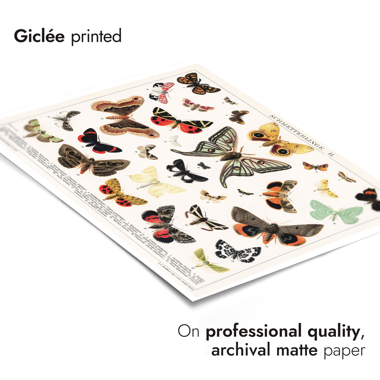 Lithographie antique de papillon et de mite